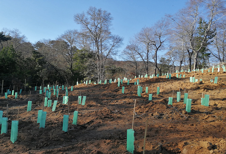 Plantarán más de 23 mil árboles nativos en el sur de Chile en 2024 para preservar la biodiversidad