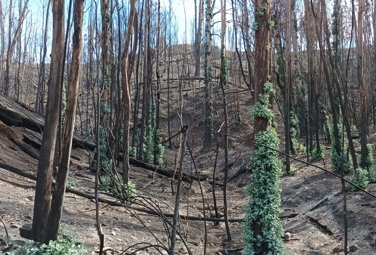 Estudian aplicar biotecnología en recuperación de suelos impactados por incendios forestales