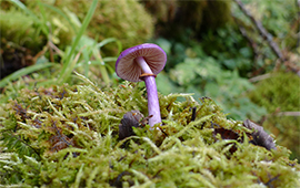 Biodiversidad: Chile y Reino Unido propondrán acuerdo para la conservación de los hongos