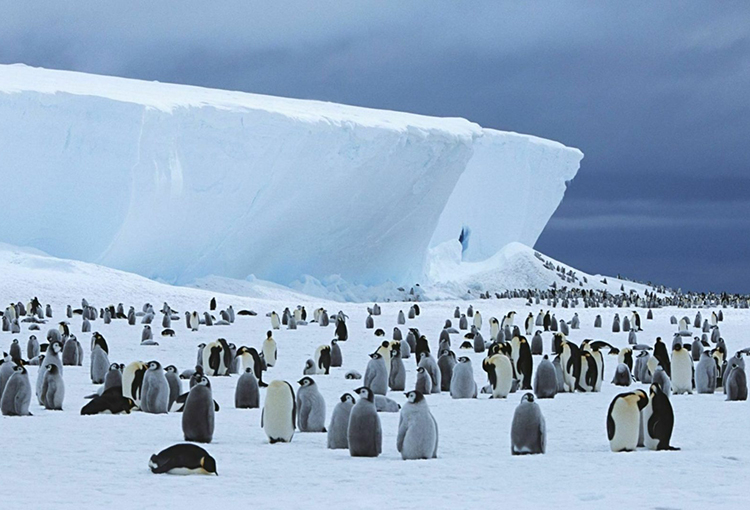 Nuevo informe internacional pide protección urgente de la Antártida frente al cambio climático