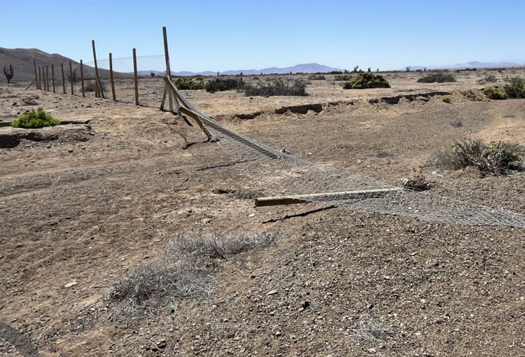 Ordenan medidas a proyectos de Cía. Minera del Pacífico por afectación a especie vulnerable