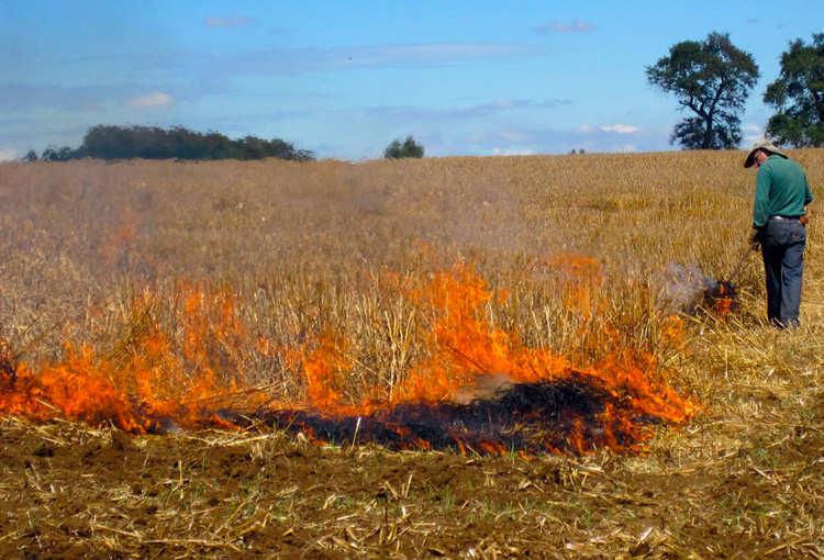 Restringen la quema de desechos agrícolas o forestales en ocho regiones del país