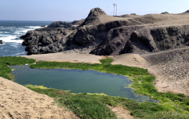 Corte de Apelaciones de Antofagasta prohíbe instalar ramadas aledañas al humedal La Chimba