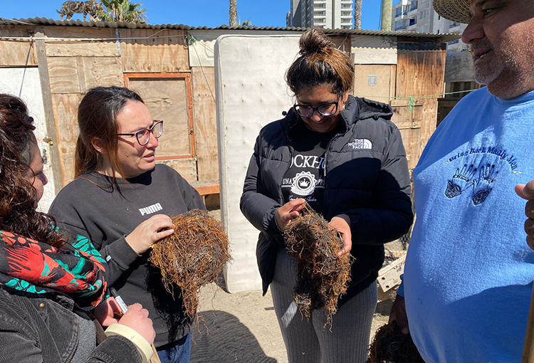 Lanzan en Coquimbo proyecto que busca aprovechar residuos de algas en la agricultura