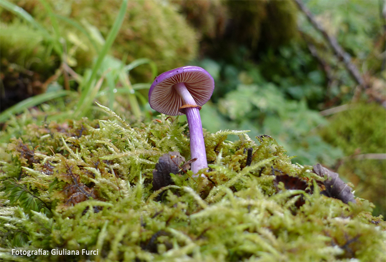 Biodiversidad: Chile y Reino Unido propondrán acuerdo para la conservación de los hongos