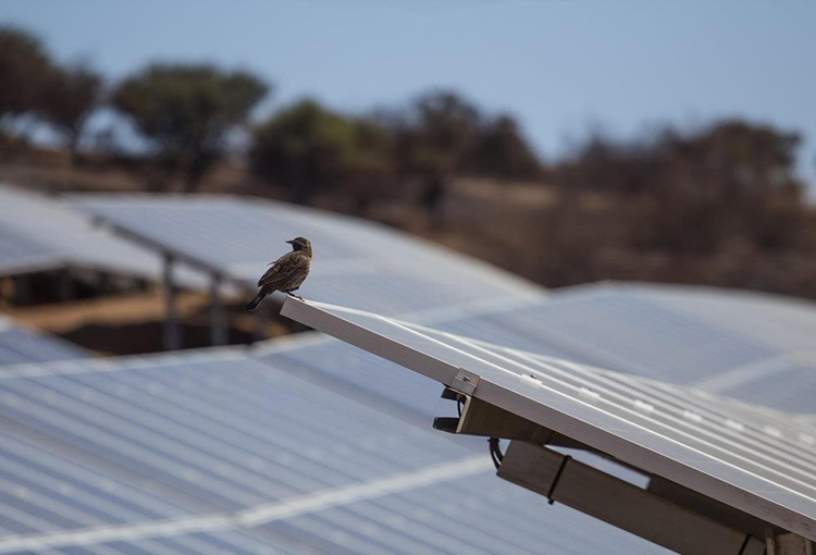 Comprueban que parque solar genera efecto refugio para preservar la avifauna