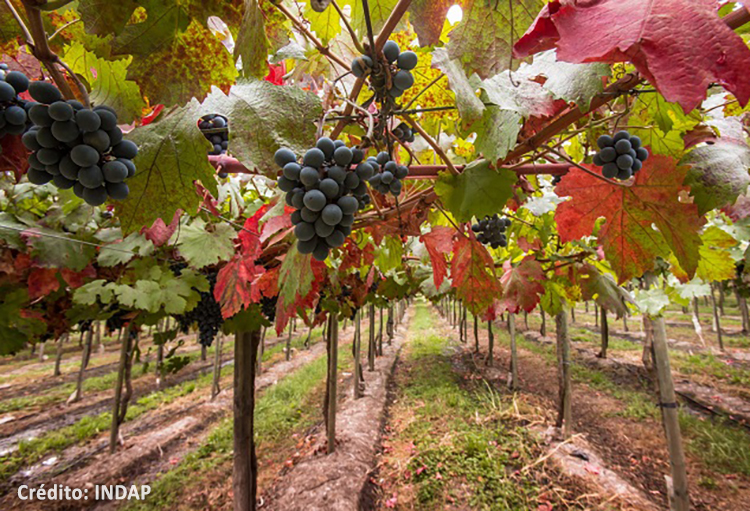 Implementan herramientas para evaluar efectos de incendios forestales en vinos