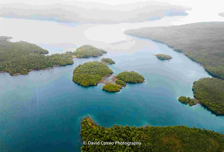 Cambio climático e industrias amenazan bosques de macroalgas en la Patagonia