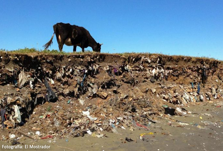 Encuentran genes de resistencia antimicrobiana en vertedero abandonado del Biobío