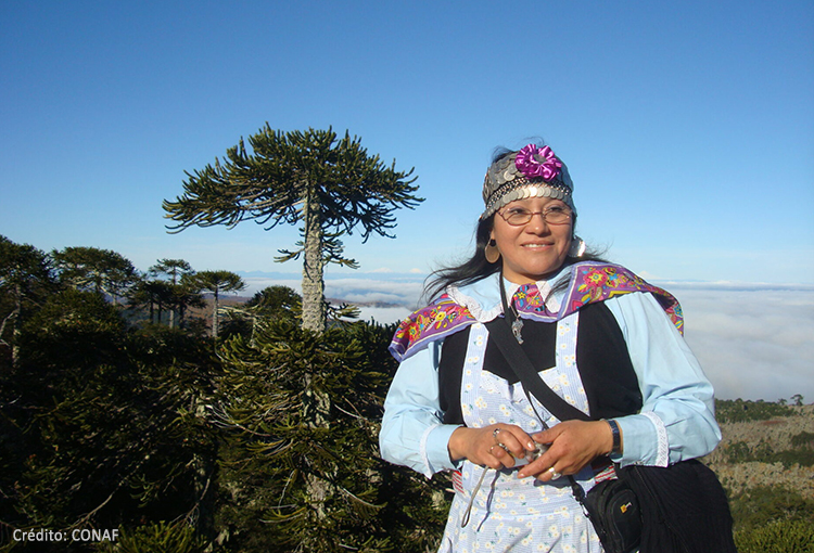 Chile: pionero con planes de acción para pueblos indígenas y gestión ambiental bajo enfoque REDD+