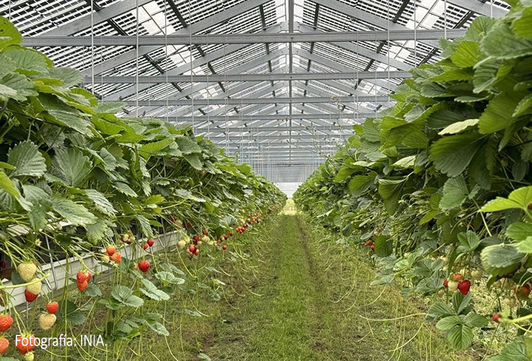 Uso de paneles agrofotovoltaicos podría resolver problemática de pérdida de suelos agrícolas