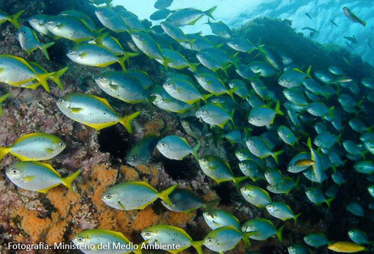 COP16 de biodiversidad: crean un marco para identificar y actualizar las áreas oceánicas cruciales 