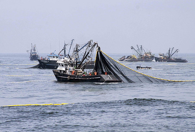 Aprueban indicaciones a los principios rectores de la nueva Ley General de Pesca