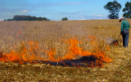 Restringen la quema de desechos agrícolas o forestales en ocho regiones del país